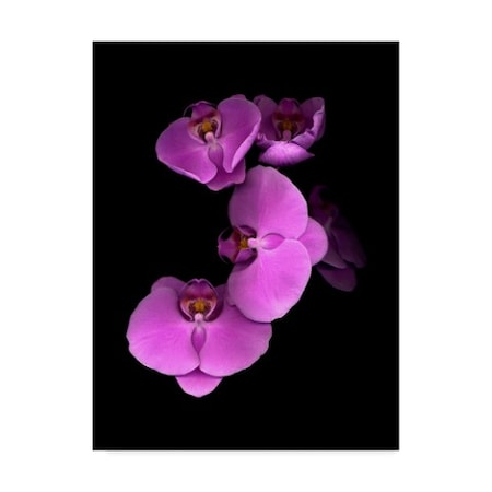 Susan S. Barmon 'Pink Orchids' Canvas Art,14x19